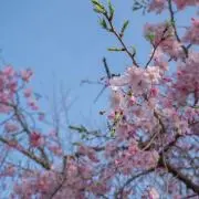 れ(プロフ確認ください)の画像