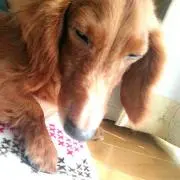 まちゃq川’▽’)p