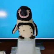 toad