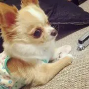 ますみん