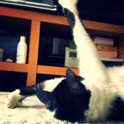 koma