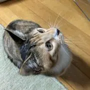 チセ5