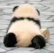 ミヤコの画像