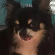心愛君