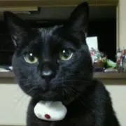 ちゃた