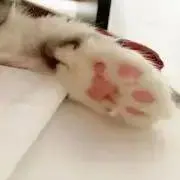 【土日発送】肉球プリンの画像