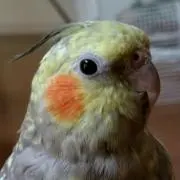 コムギ