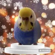picheraの画像