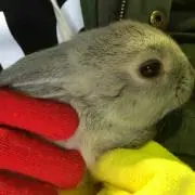 こなすの画像