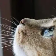 usuの画像