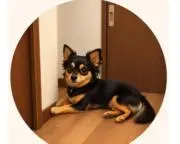 ぱみさの画像