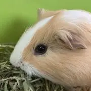 モルルの画像