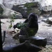 きよまろの画像