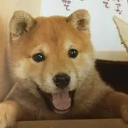 名古屋コーチン