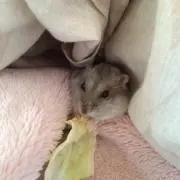 こうの画像