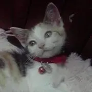 ひこみつ