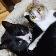 おバッカ！の画像