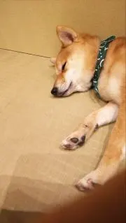 kshの画像