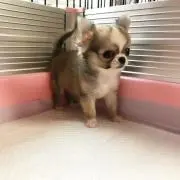 チワワ