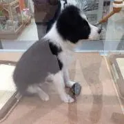 くーた