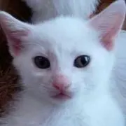 にゃんたん