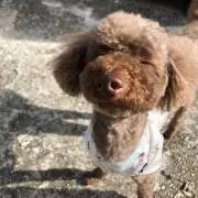 ルルちゃんの画像