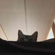 飛び蹴り猫