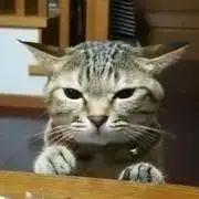ジャンボ餃子の画像
