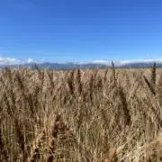 Koppepanの画像