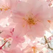 yosの画像