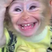 はなちゃんの画像