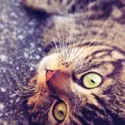 プチバニラ