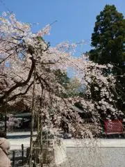 はるの画像