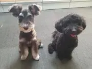 モモの画像