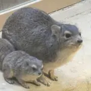 イワダヌキの画像