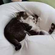 ぎゃお