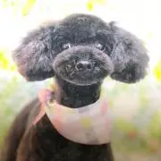 アン
