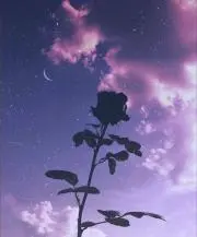 mellowの画像