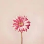 ゆき