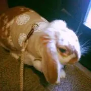 pipipi908