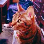 き（プロフ必読）の画像