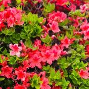 HiroeTuziの画像