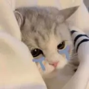 별の画像