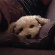 NAP