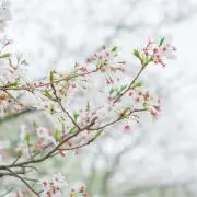 ちみしちゃんの画像