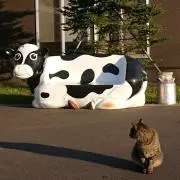 みゅうの画像