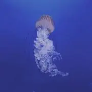 くらげの画像
