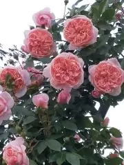 サッチンの画像