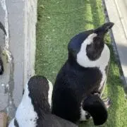 catwalkの画像