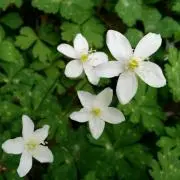 そよかぜ（自己紹介必読願）の画像